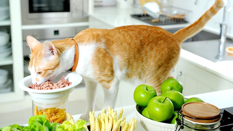 17 human foods that are safe for your cat to eat